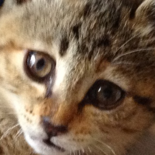 キジトラの女の子です。推定生後２ヶ月(*´`)