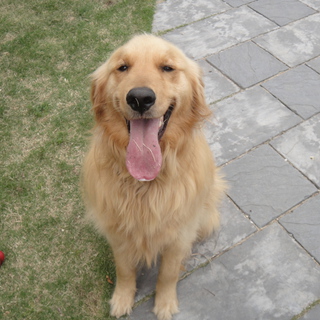 至急募集~男の子（3歳）去勢済み