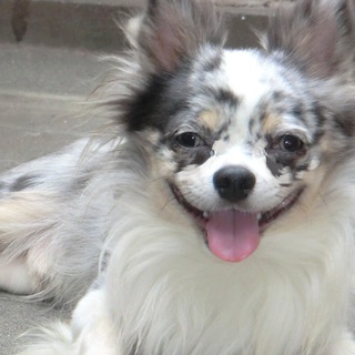 おりこうチワワ君 里親様決定