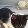 かわいい子猫の里親募集します(｀・ω・´) サムネイル3