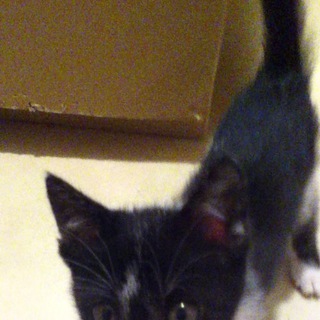 かわいい子猫の里親募集します(｀・ω・´)