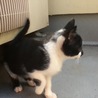 かわいい子猫の里親募集します(｀・ω・´) サムネイル4