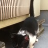 かわいい子猫の里親募集します(｀・ω・´) サムネイル2