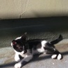 かわいい子猫の里親募集します(｀・ω・´) サムネイル5