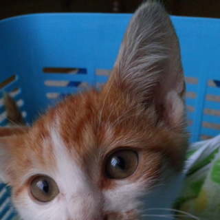 2ヶ月の甘えん坊な男の子