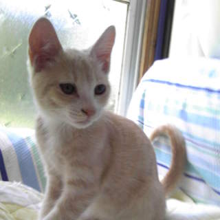 元気いっぱいやんちゃ坊主のチビスケ（仮）です。