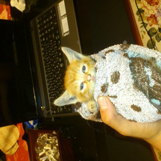 急募！生後3週間☆子猫