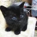 くろ毛の子猫（生後１っ月）