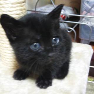 くろ毛の子猫（生後１っ月）