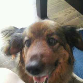 とても元気で人間大好き