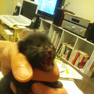 生後10日の仔猫3匹