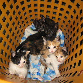 三毛の女の子&amp;黒男の子とっても人なつこく元気です！