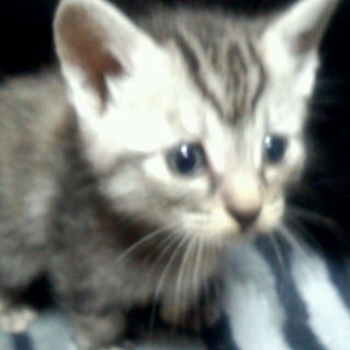 里親決まりました！ありがとうございました。