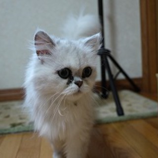 里親募集します