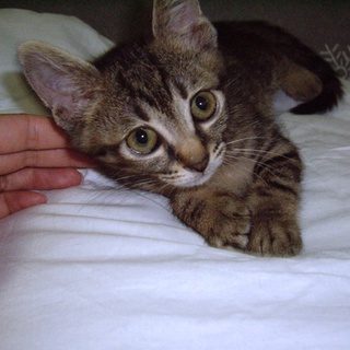 綺麗なお顔の子猫ちゃんです