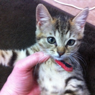 捨て猫を保護しています！