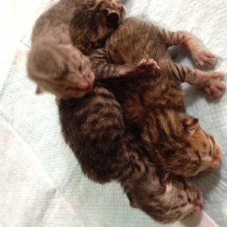 本日うまれたばかりの子猫