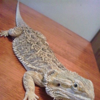 フトアゴヒゲトカゲ♂　1歳