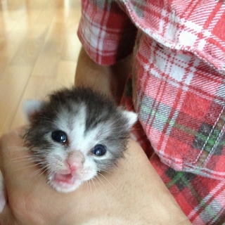 生後２週間子猫　里親さがしています！