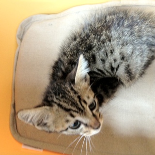 子猫救出しました