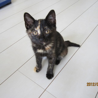 人懐っこい仔猫ちゃんの里親様募集しております