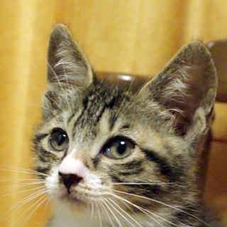 スポーツ万能　元気な子