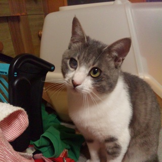 【しゃみ】オス、雑種、去勢済み【里親募集！】