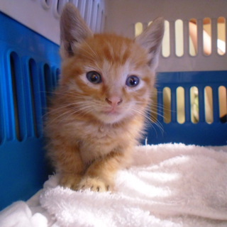 助けてください