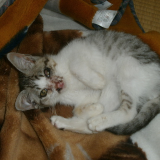 人懐こい子猫です。