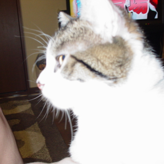 人懐っこいスコティッシュホールドの里親募集