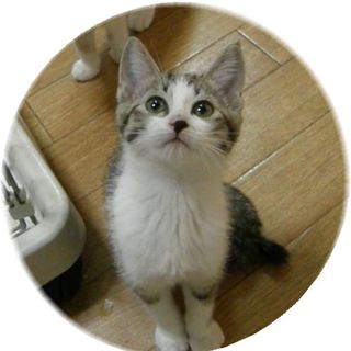 ちび☆シロキジ