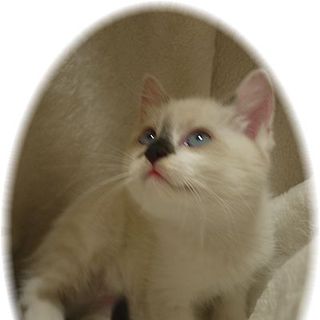 ちび☆ハナグロ