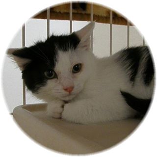 いか子☆里親募集