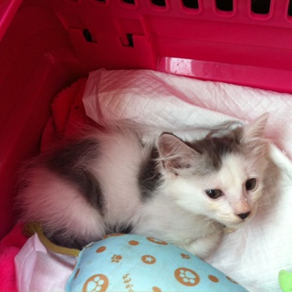 甘えん坊の男の子