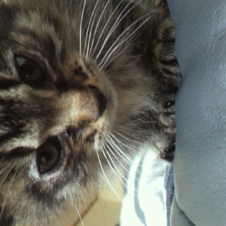 素敵な里親さんに迎え入れて頂きました