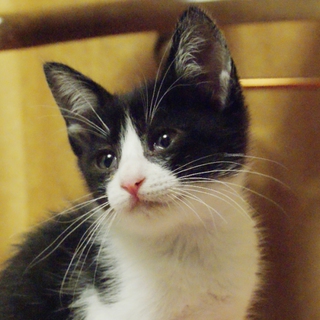 お花のように可憐な子・花ちゃんです