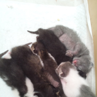 6/23生まれ！子猫。