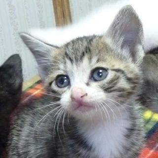 お陰様で問い合わせ多数のため、募集を終了します。