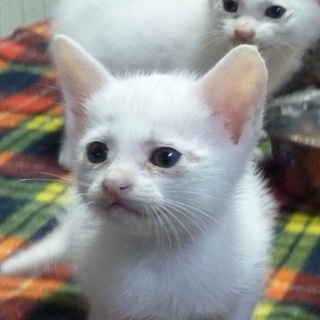 里親さんが決まりました。ありがとうございます。