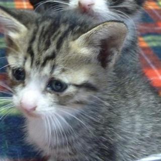 お陰様で問い合わせ多数のため、募集を終了します。