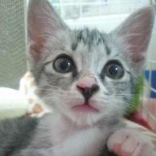 人懐こい元気な男の子