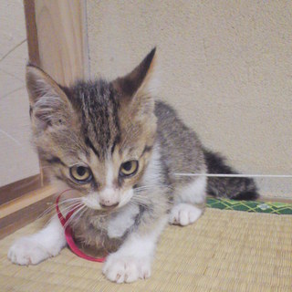 無事に家族が見つかりました！