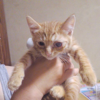 無事に家族が見つかりました！