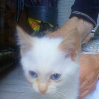 真っ白（青い目）のメス子猫２匹