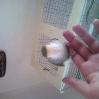 コザクラインコ（とてもなついてきます）