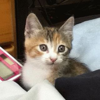 三毛トラ女子！個性的＆魅力的柄☆おめめパッチリ