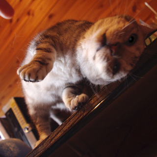 アメリカンショートヘア・シルバー・メス