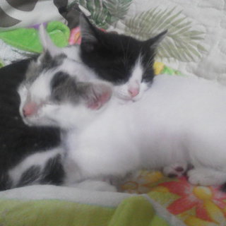 家族に迎えてあげてください