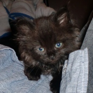 お陰さまで里親が決まりました