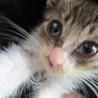人懐っこい子猫です サムネイル3